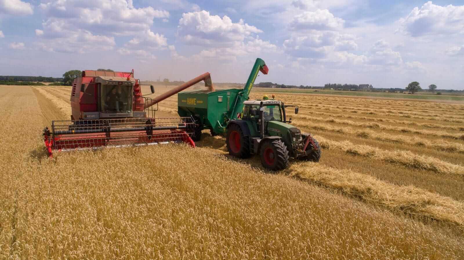 Пшеница достигает лимита роста: влияние данных USDA